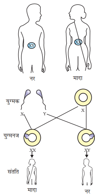 Chile Gender Selection
