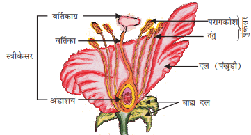 Phool