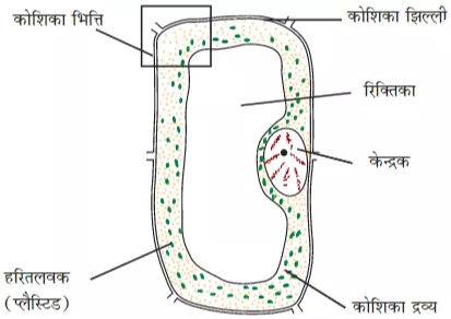Plant Cell
