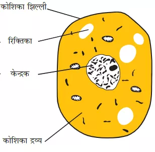 Animal Cell